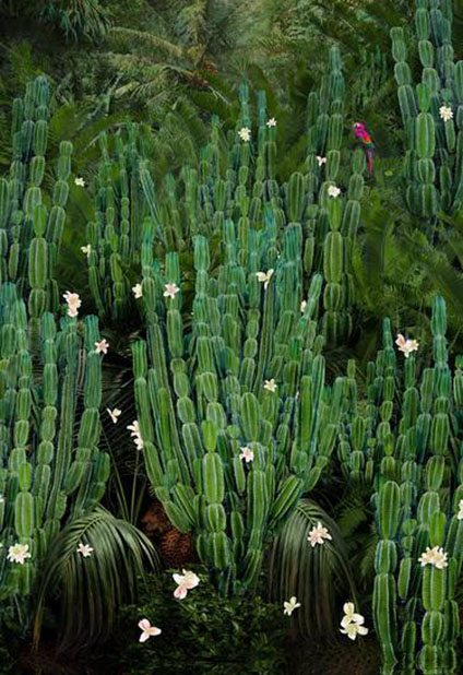 Cactus Forest