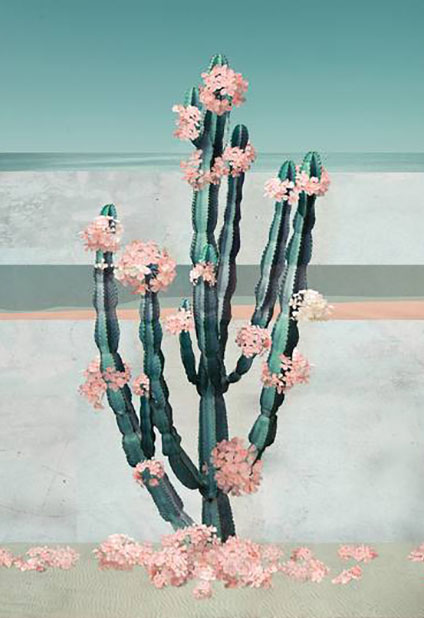 Cactus Dream